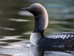 Pacific Loons in the Turner Wetlands of the Peel Watershed © Peter Mather - 